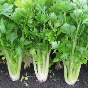 Celery Plant