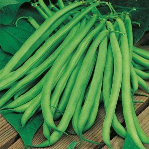 Climbing Bean Plant