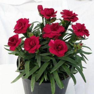 Potted Dianthus Plants