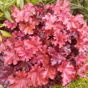 Heuchera Plants