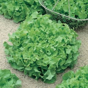 Lettuce Plug Plant