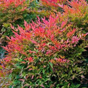 Nandina Domestica Plant