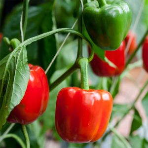 Sweet Pepper Plant