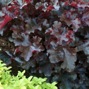 Heuchera Plants