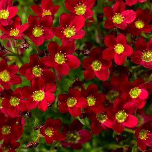 Saxifraga Plants