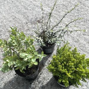 Hebe Plants