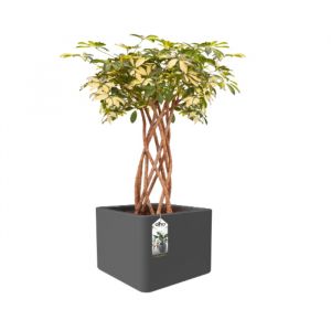 Square Planter