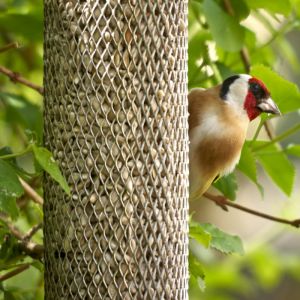 Sunflower Seed Bird Feeder