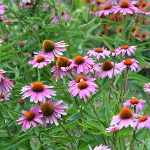 Echinacea Plant