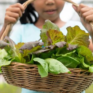 How to Grow Winter Salad Leaves
