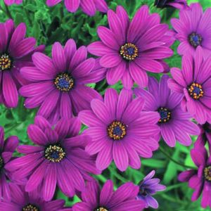 Osteospermum Plant