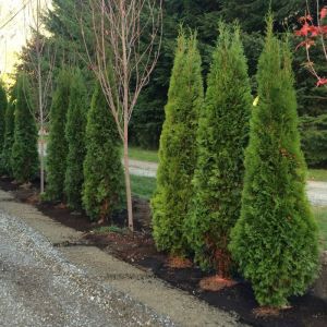 Thuja Plant