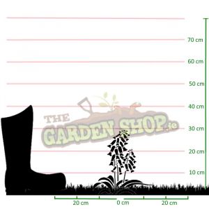 Cowslip Plants