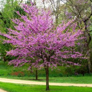 Flowering Tree