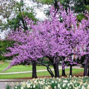 Flowering Tree