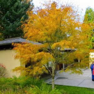 Japanese Acer Tree