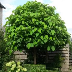 Indian Bean Tree