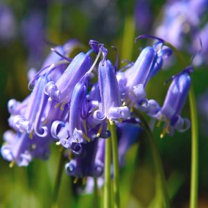 Bluebell Seeds