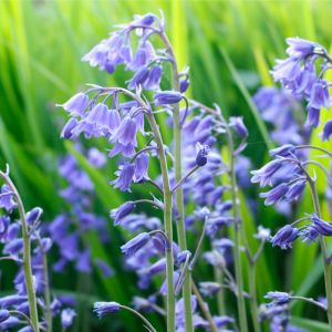 Bluebell Seeds