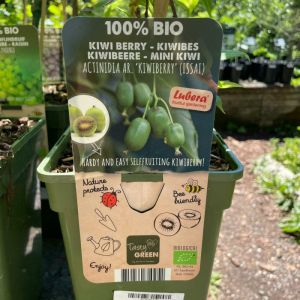 Kiwi Plants