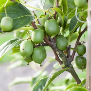 Kiwi Plants