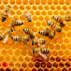 All About Bees in Ireland