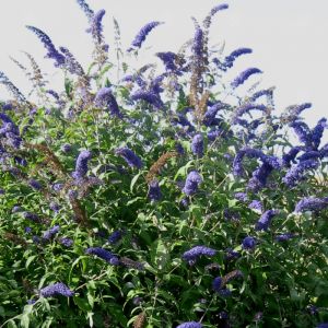 Buddleja Plant