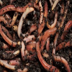 Wormery Compost Bin