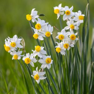 Dwarf daffodil bulbs