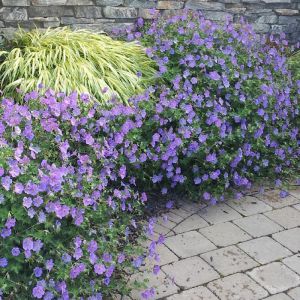 Geranium Plant