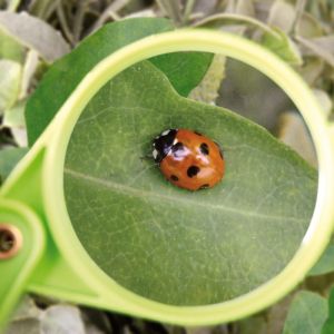 Kids Magnifying Glass