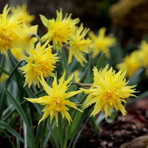 Daffodil Bulbs