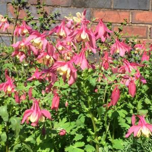 Potted Aquilegia Plants