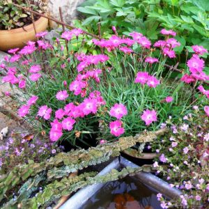 Potted Dianthus Plants