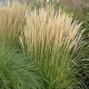 Pennisetum Grass Plants