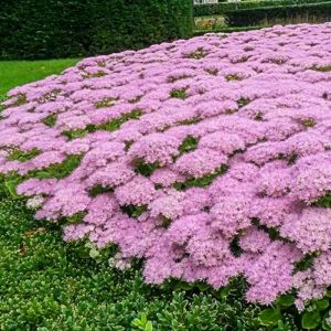 Sedum Plants