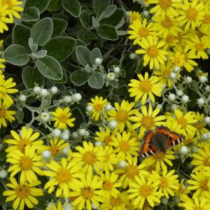 Senecio Plant