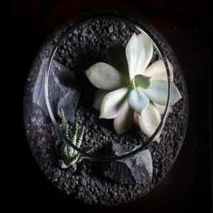 Terrarium Drainage Stones