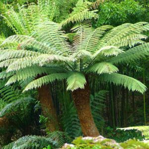 Tree Ferns