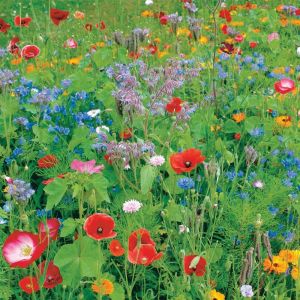 Wildflower Seed Mix