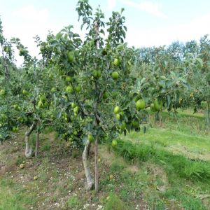 Apple Tree Grenadier
