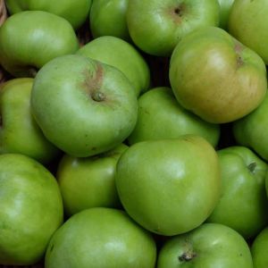 Apple Tree Grenadier