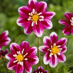 Flowering Dahlia