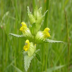 Yellow Rattle Seeds