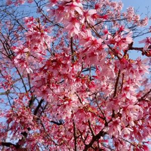 Cherry Blossom Tree