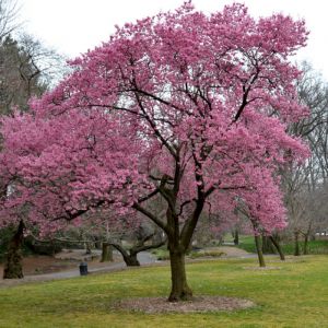 Cherry Blossom Tree