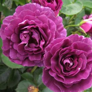 Pink Standard  Rose