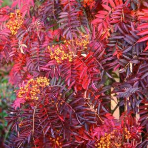 Rowan Tree