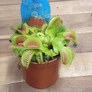 Venus Fly Trap