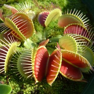 Venus Fly Trap